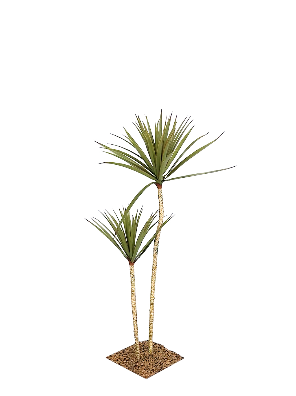 Artificial Dragon Tree